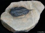 Very D Chattiaspis Trilobite #2408-2